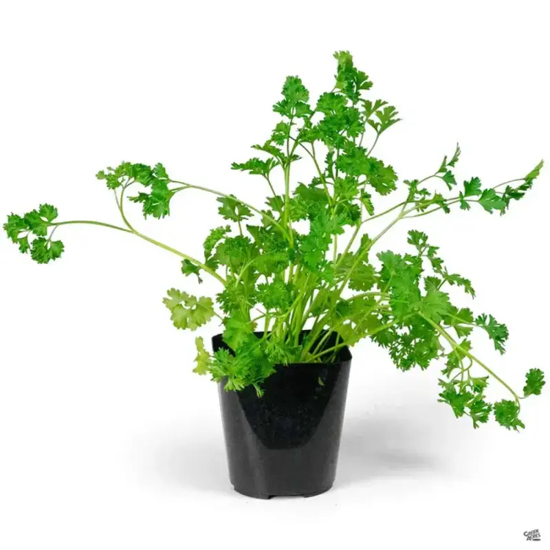 Parsley Curly 4"