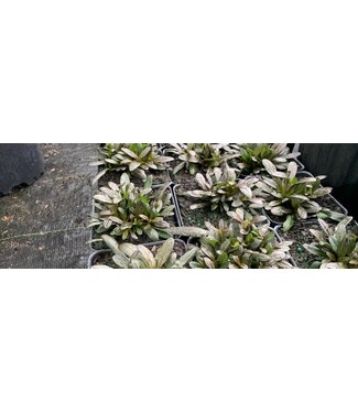 Ajuga Chocolate Chip 1Q