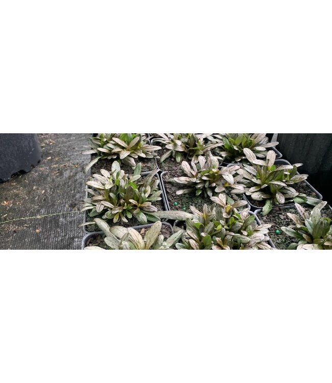 Ajuga Chocolate Chip 4"