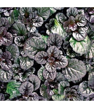 Ajuga Black Scallop 4"