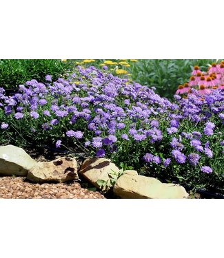 Scabiosa Butterfly Blue 1gal