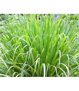 Lemon Grass 1gal