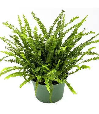 Button Fern 6"