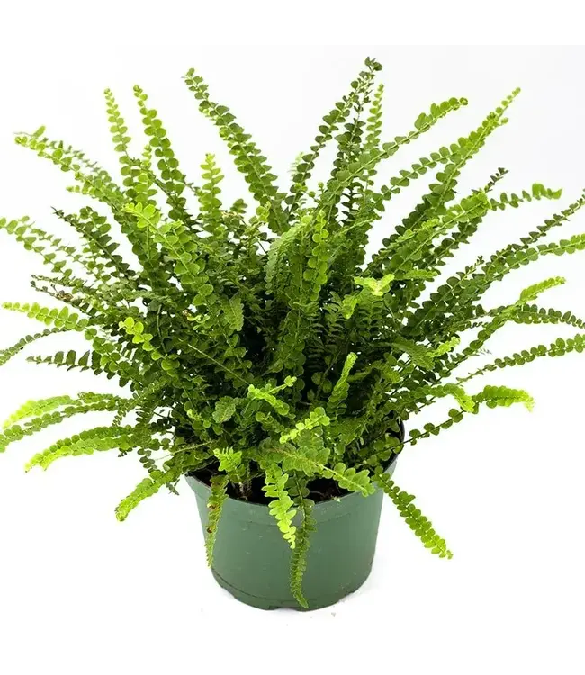 Button Fern 6"