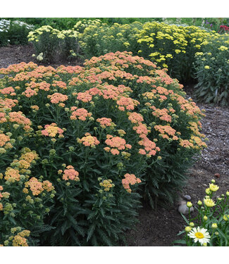 Achillea 'Peach Sky' 1G PW