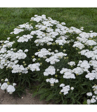 Proven Winner Achillea 'Firefly Diamond' PW 1G