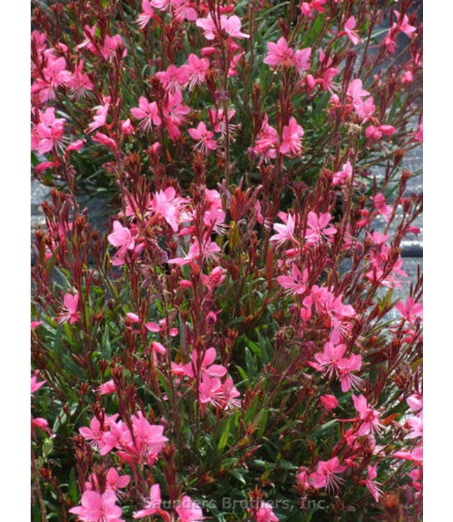 Pink Gaura 1G