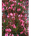 The Plant Shoppe Asst. Gaura 1G