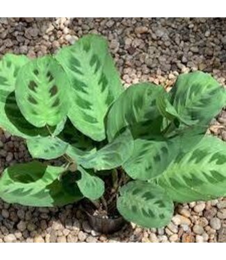 Maranta - Green 6" prayer plant