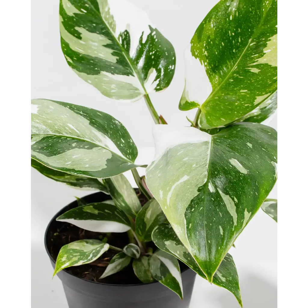 Philodendron - White Princess 6" Grow Pot