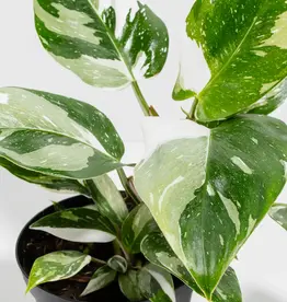 Philodendron - White Princess 6" Grow Pot