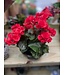 The Plant Shoppe Begonia asst 6" indoor