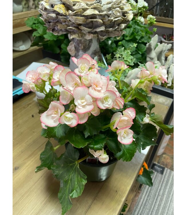 The Plant Shoppe Begonia asst 6" indoor