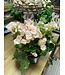 The Plant Shoppe Begonia asst 6" indoor