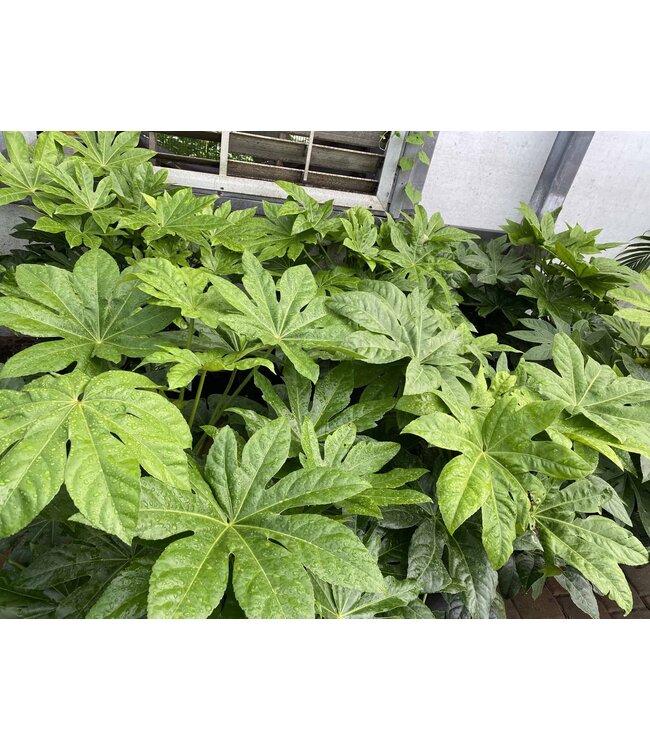 The Plant Shoppe Fatsia 3G