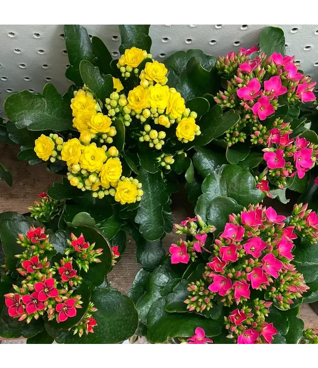 The Plant Shoppe Kalanchoe asst 4"
