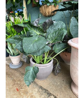 The Plant Shoppe Alocasia Regal Shield 10" pot