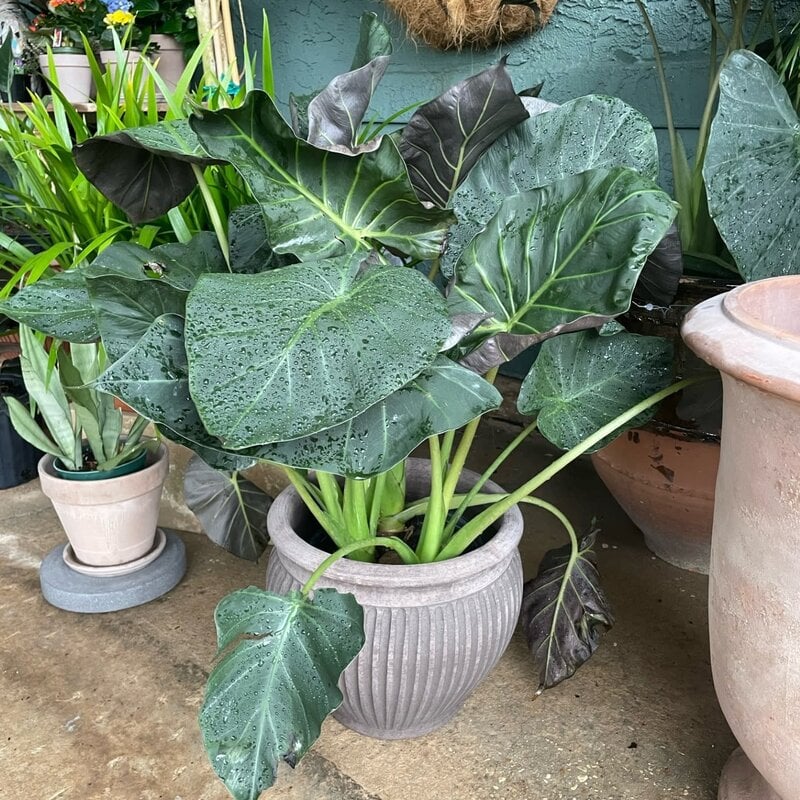 The Plant Shoppe Alocasia Regal Shield 10" pot
