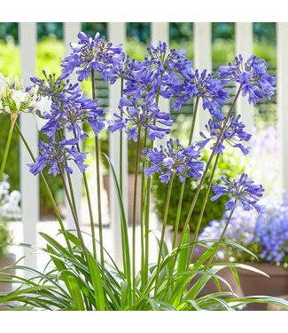 The Plant Shoppe AGAPANTHUS EVER SAPPHIRE 2G