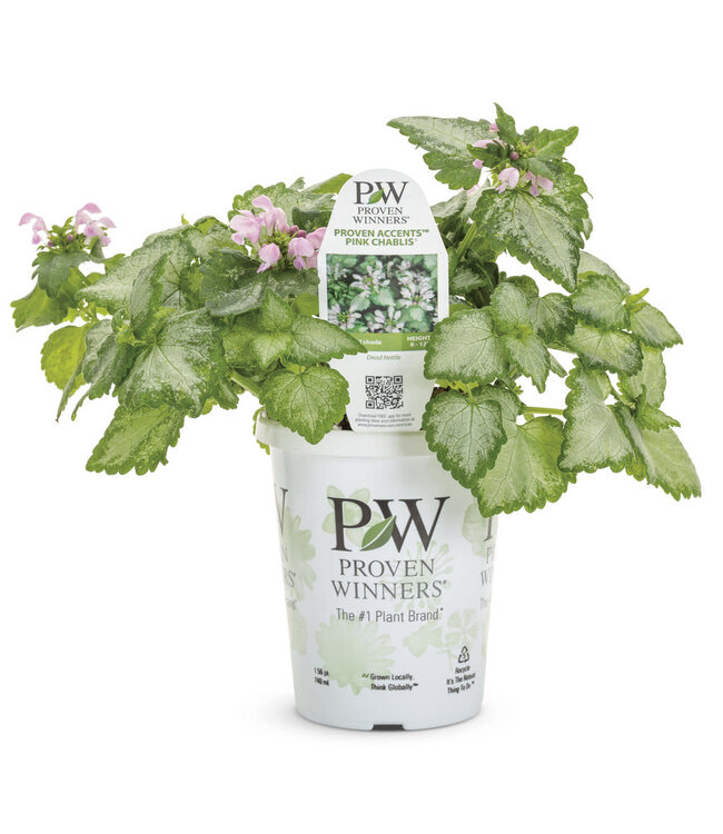Proven Winner Lamium 'Pink Chablis'  PW 1q