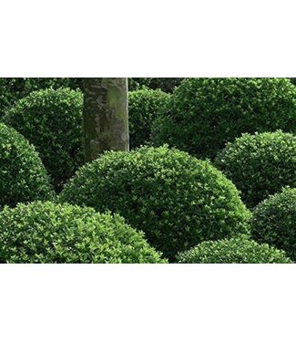 The Plant Shoppe Wintergreen Boxwood "Globe"  15G