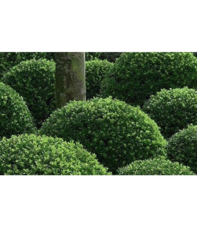 The Plant Shoppe Wintergreen Boxwood "Globe"  15G