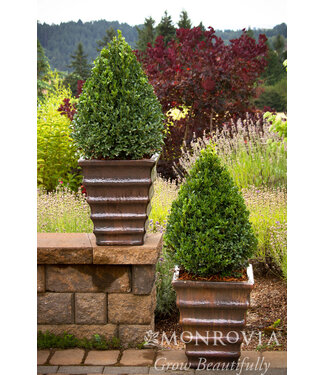 The Plant Shoppe Green Mountain Boxwood "Cone" 7G