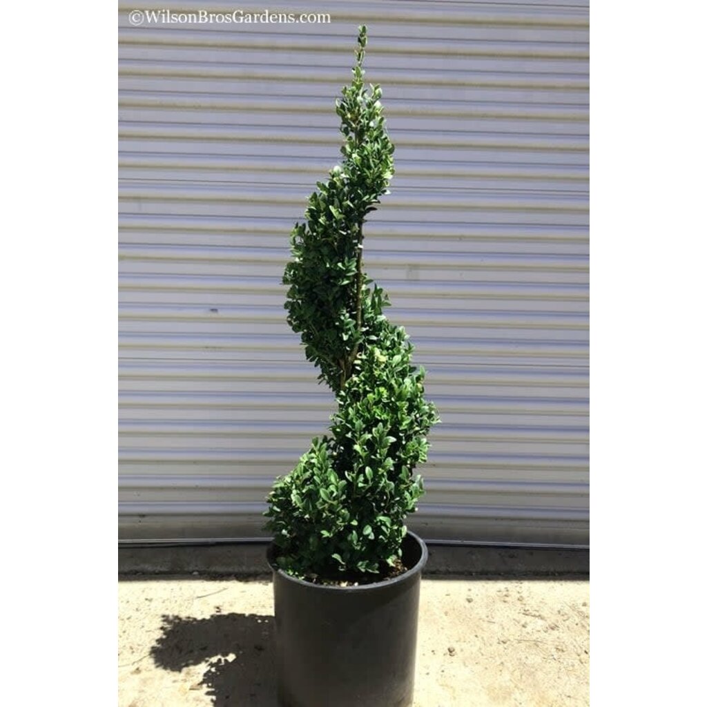 The Plant Shoppe Common Boxwood "Spiral" 20" 7G