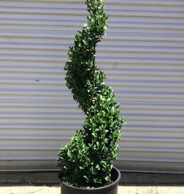 The Plant Shoppe Common Boxwood "Spiral" 20" 7G