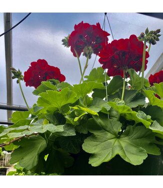 Geranium 10" Tera Container - red