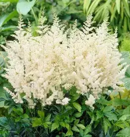 OUT OF STOCK FCS - Astilbe Stem Assorted Colors