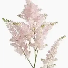 OUT OF STOCK FCS - Astilbe Stem Assorted Colors