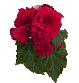 Proven Winner Begonia Nonstop 'Deep Rose' PW 1Q