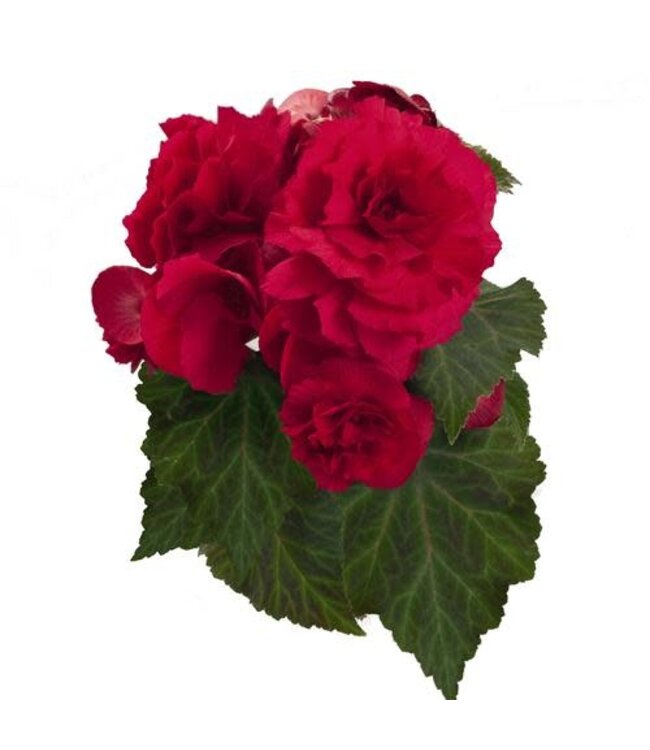 Proven Winner Begonia Nonstop 'Deep Rose' PW 1Q