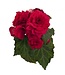 Proven Winner Begonia Nonstop 'Deep Rose' PW 1Q