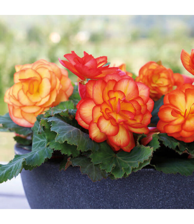 Proven Winner Begonia Nonstop 'Fire' PW 1Q