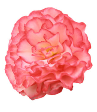 Begonia Nonstop 'Rose Picotee' PW 1Q