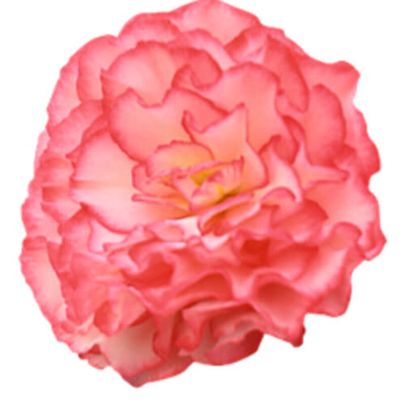 Begonia Nonstop 'Rose Picotee' PW 1Q