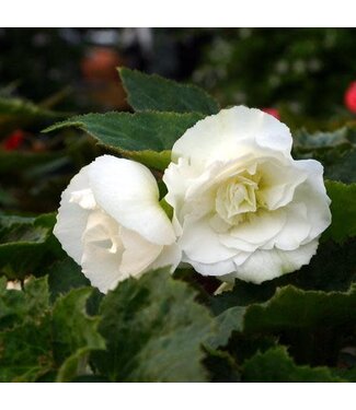 Begonia Nonstop 'White' PW 1Q