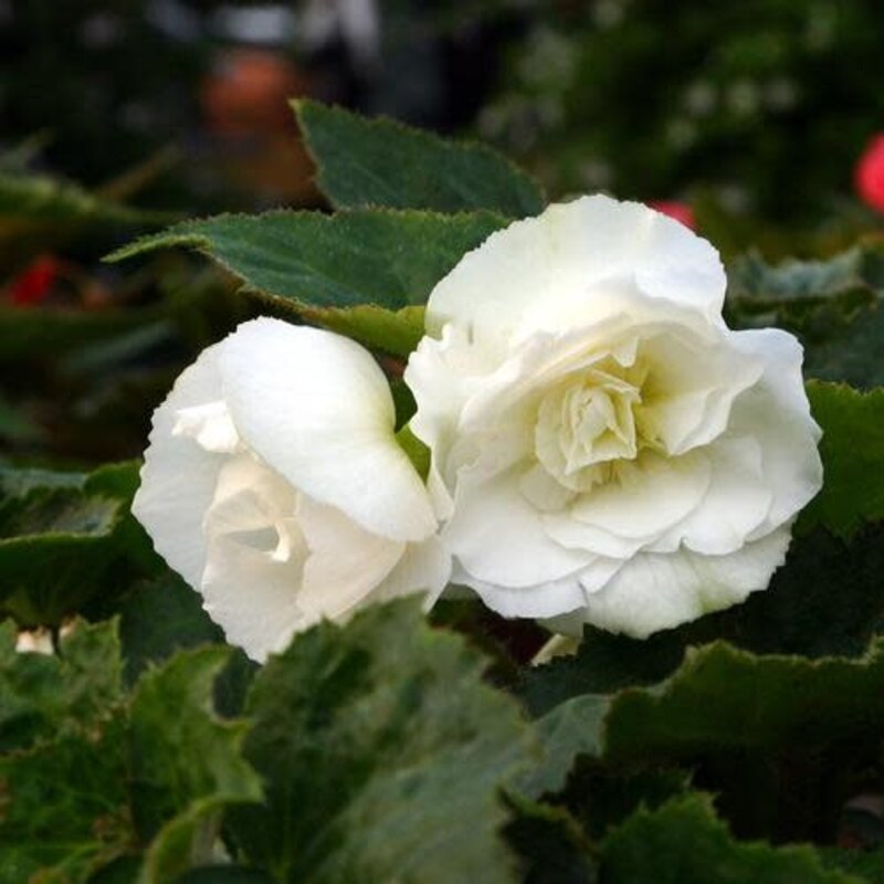Begonia Nonstop 'White' PW 1Q