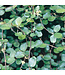 Proven Winner Big Leaf Creeping Wire VIne PW 1q
