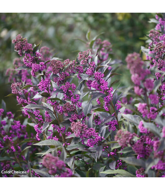 Proven Winner Callicarpa Beautyberry 'Pearl Glam' PW 3gal