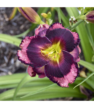 Proven Winner Daylily Rainbow Rhythum 'Storm Shelter' PW 1gal
