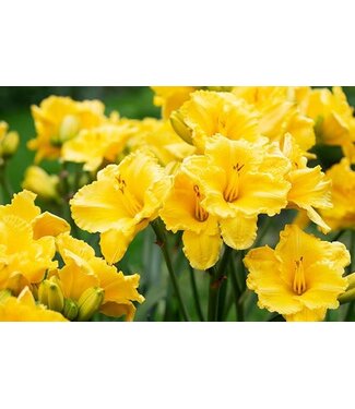 Daylily 'Stella Supreme' 1gal