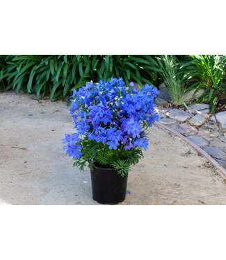 Delphinium 'Hunky Dory Blue' 1gal