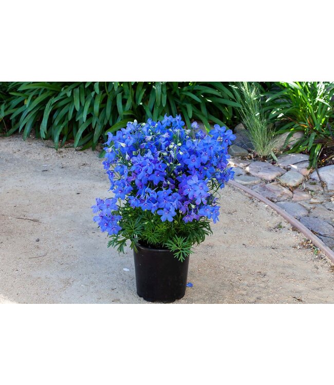 Delphinium 'Hunky Dory Blue' 1gal