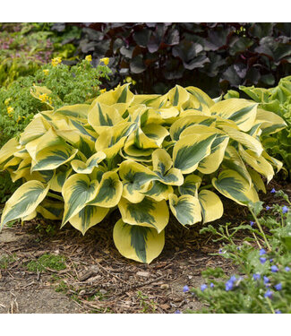 Proven Winner Hosta 'Shadowland Autumn Frost' PW 1gal