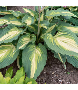 Proven Winner Hosta 'Shadowland Love Story' PW 1gal