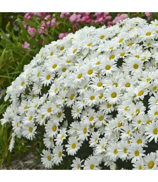 Proven Winner Leucanthemum 'Daisy May' PW 1gal