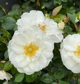 Proven Winner Rose 'Oso Easy Ice Bay' PW 2gal